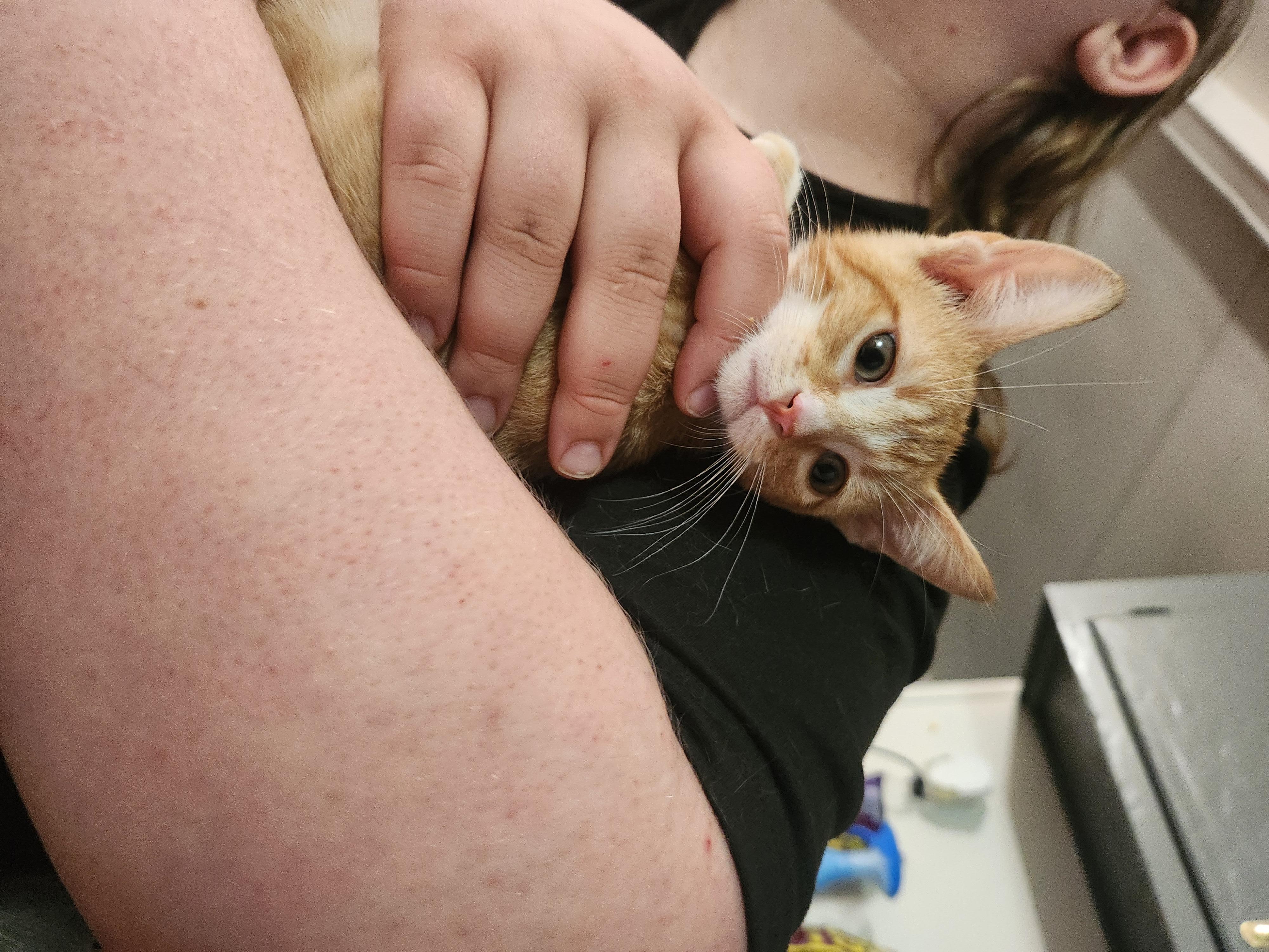 Enlarge Ren, a Adoptable Domestic Short Hair in Mount Pleasant, TX image 5/6