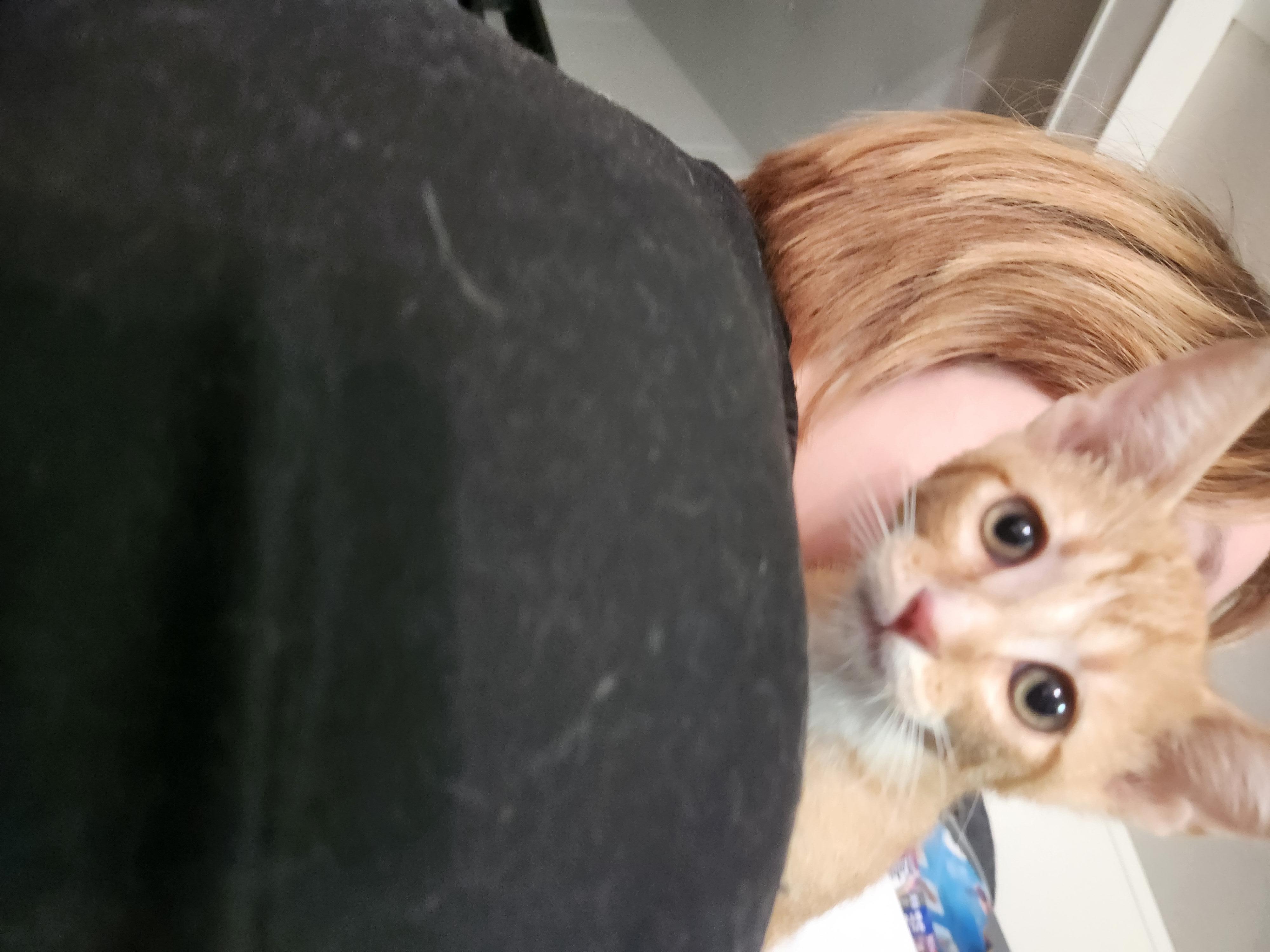 Enlarge Ren, a Adoptable Domestic Short Hair in Mount Pleasant, TX image 6/6