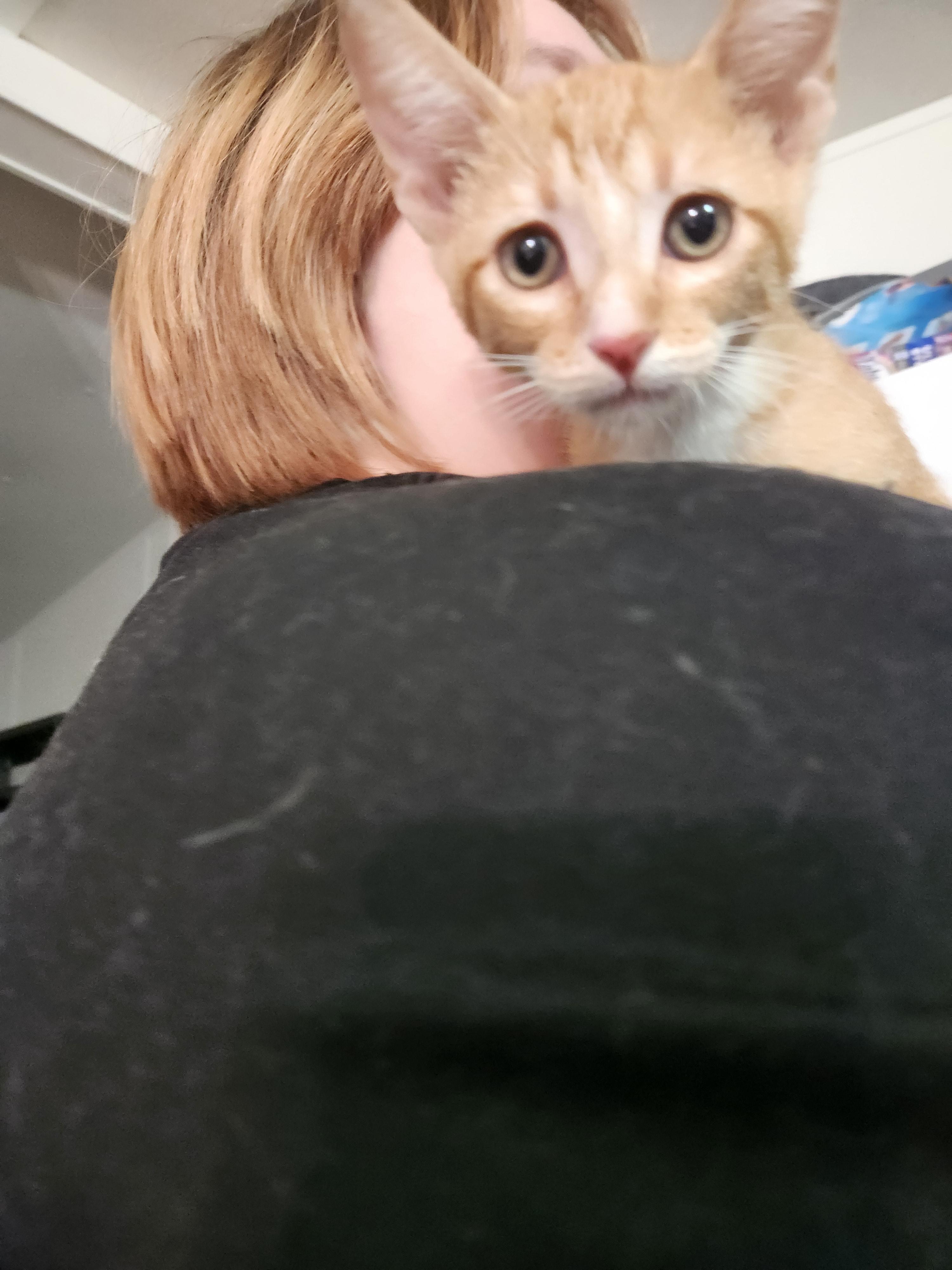 Ren, a ADOPTABLE Domestic Short Hair in Mount Pleasant, TX image 6/6