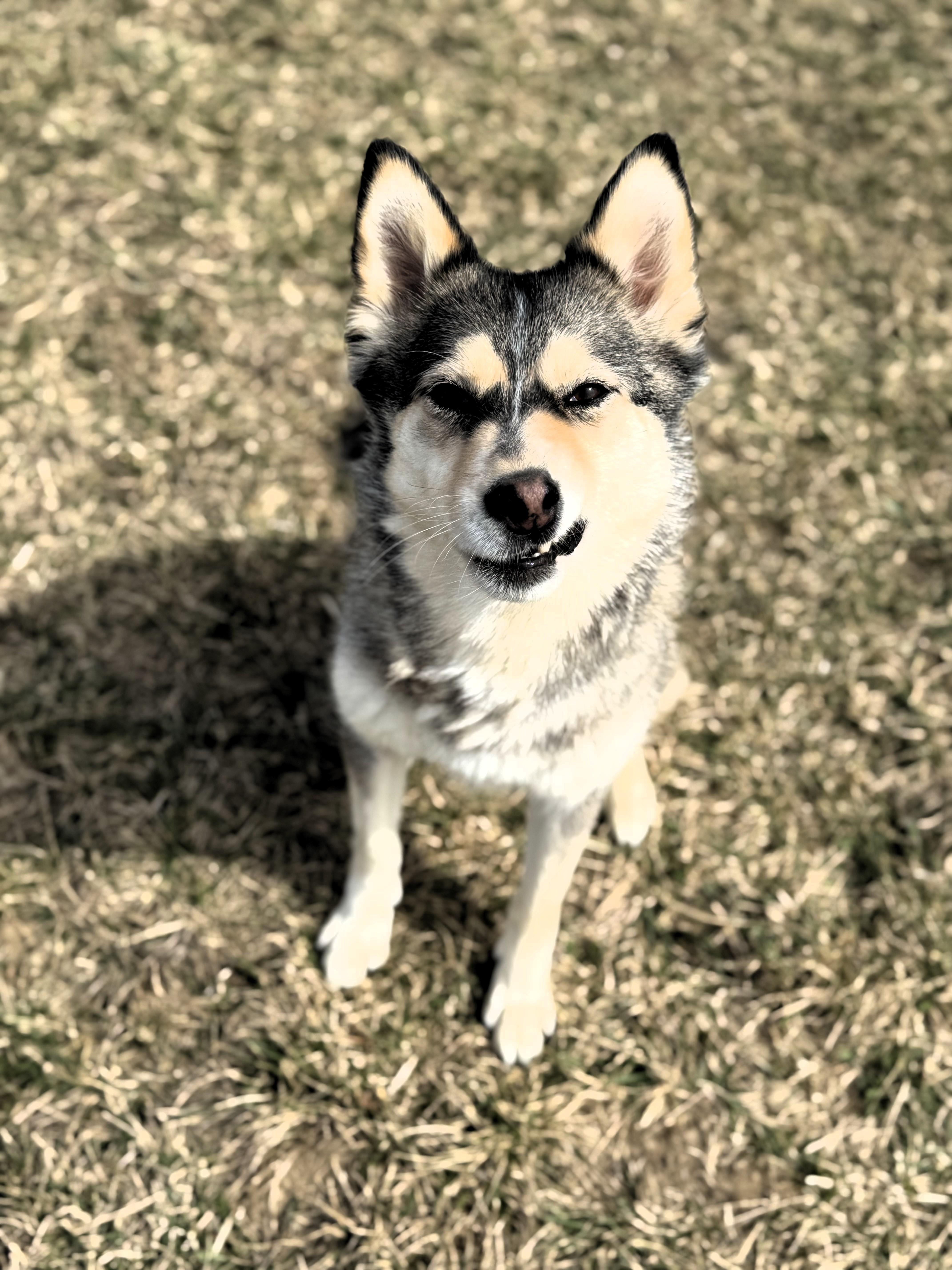 Foxy, a Adoptable mixed breed image 3/6