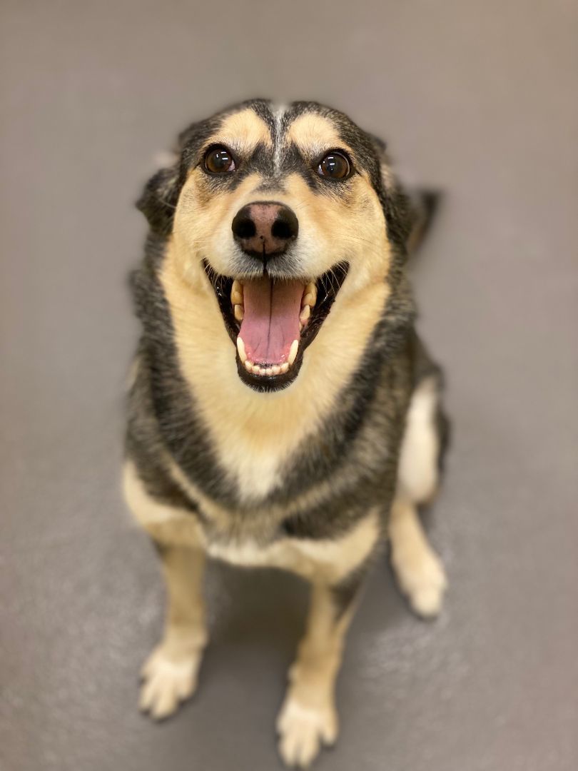 Foxy, a Adoptable mixed breed image 4/6