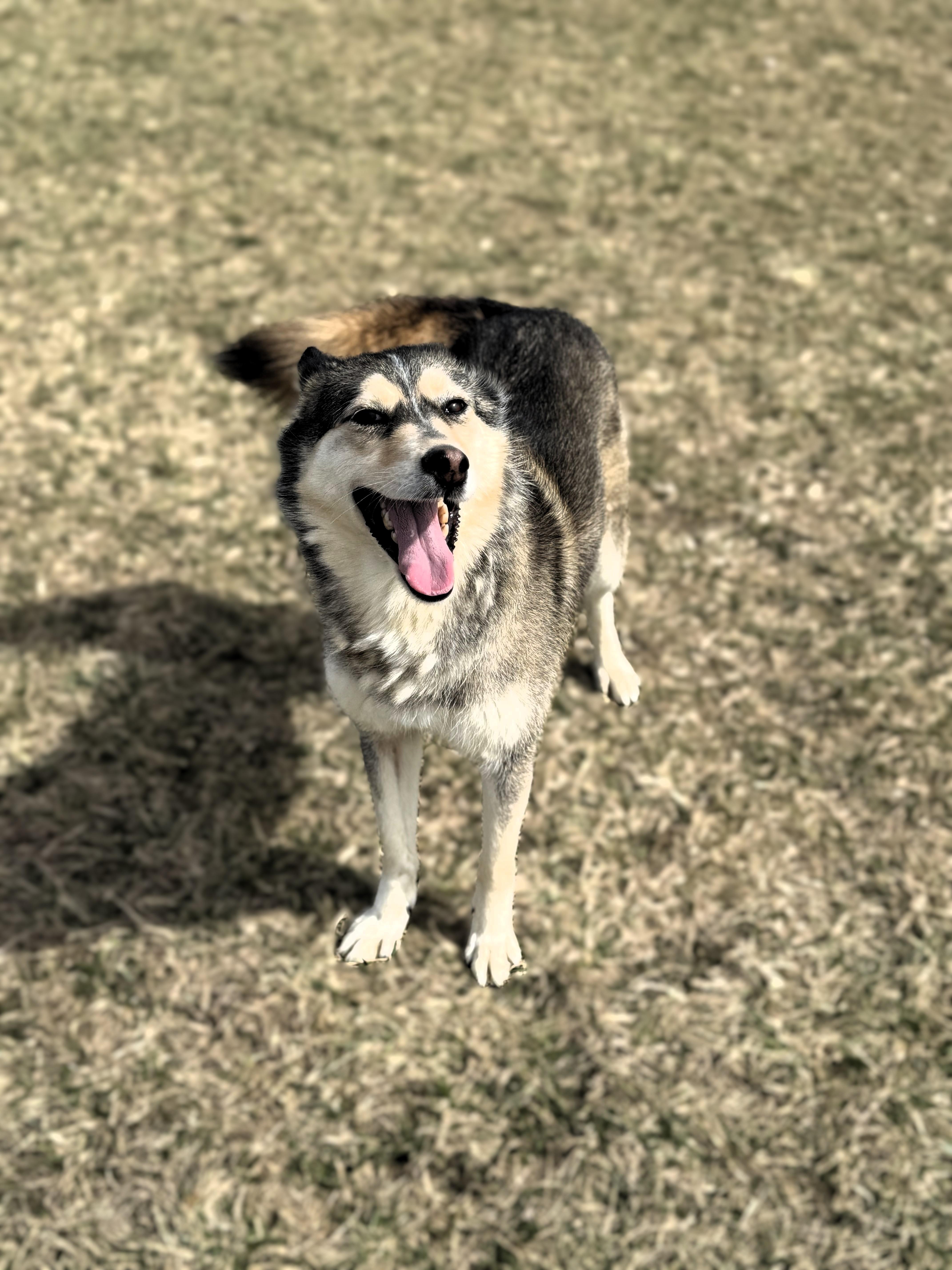 Foxy, a Adoptable mixed breed image 2/6