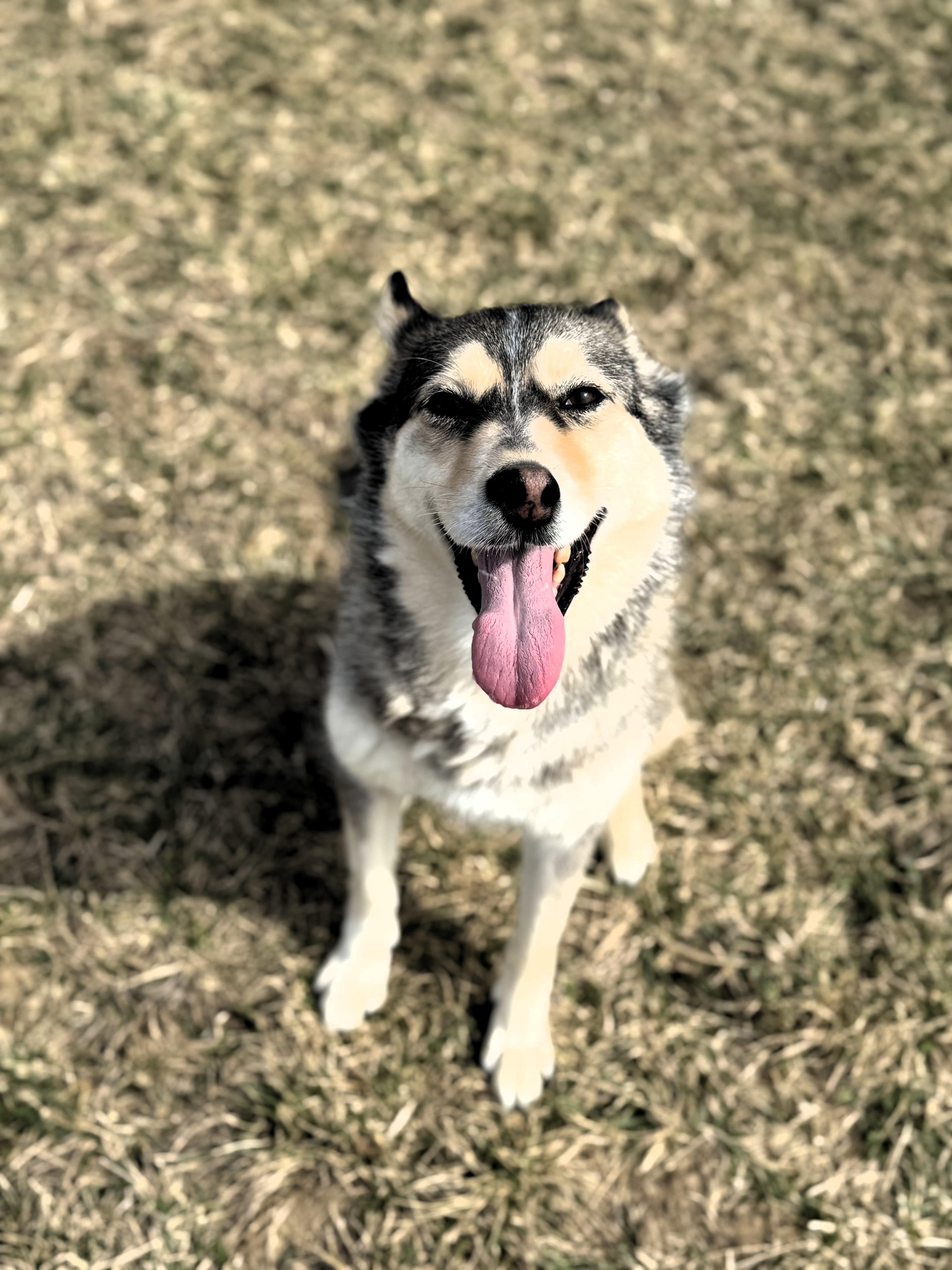 Foxy, Adoptable, Adult Female Husky.