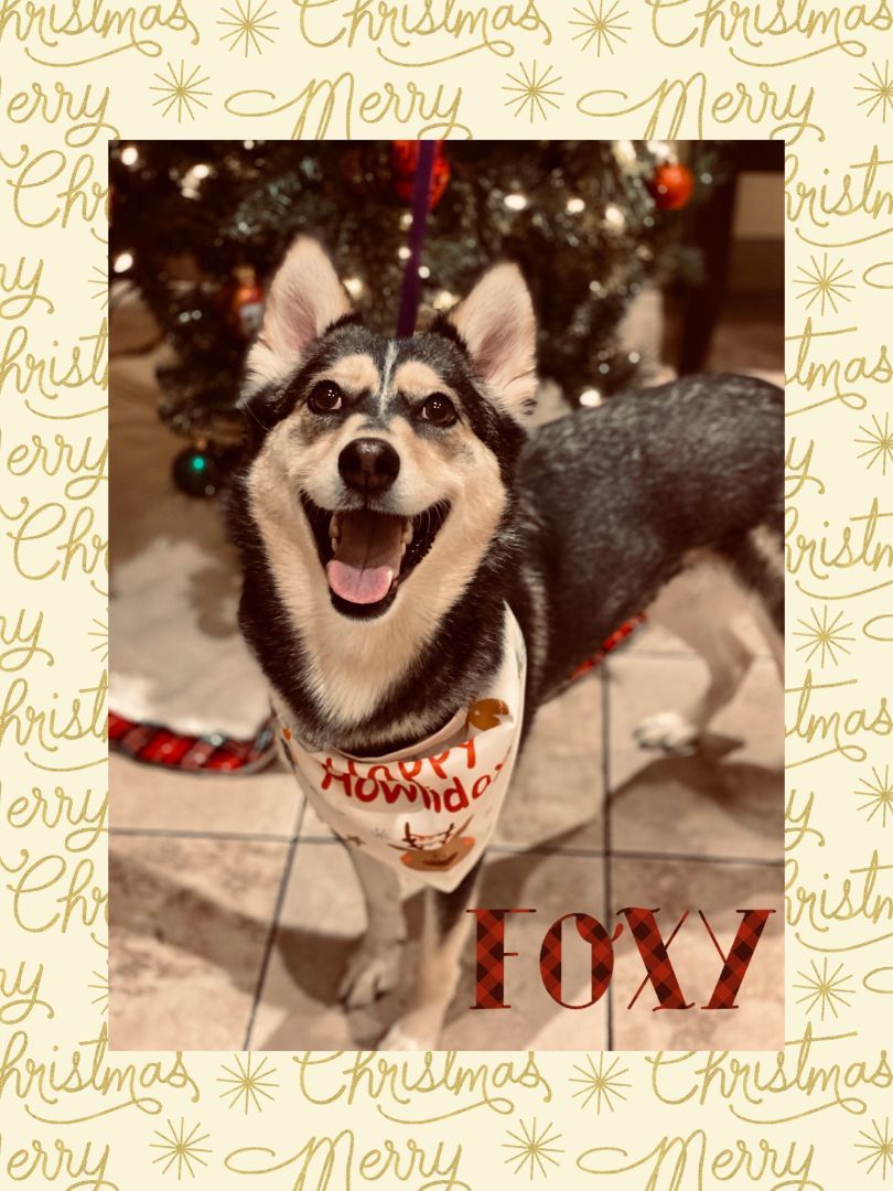 Foxy, a Adoptable mixed breed image 6/6