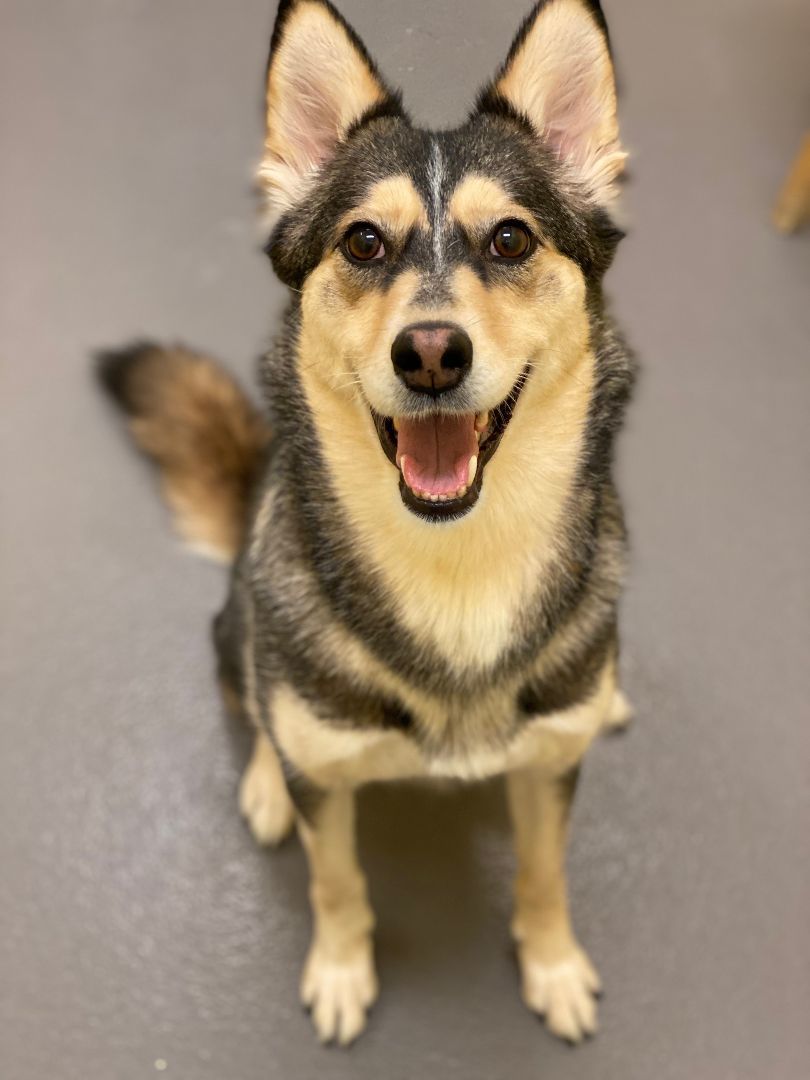 Foxy, a Adoptable mixed breed image 5/6