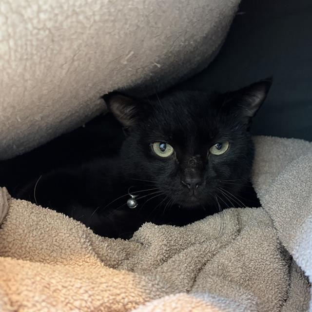AZUL, Adoptable, Young Male Domestic Short Hair.