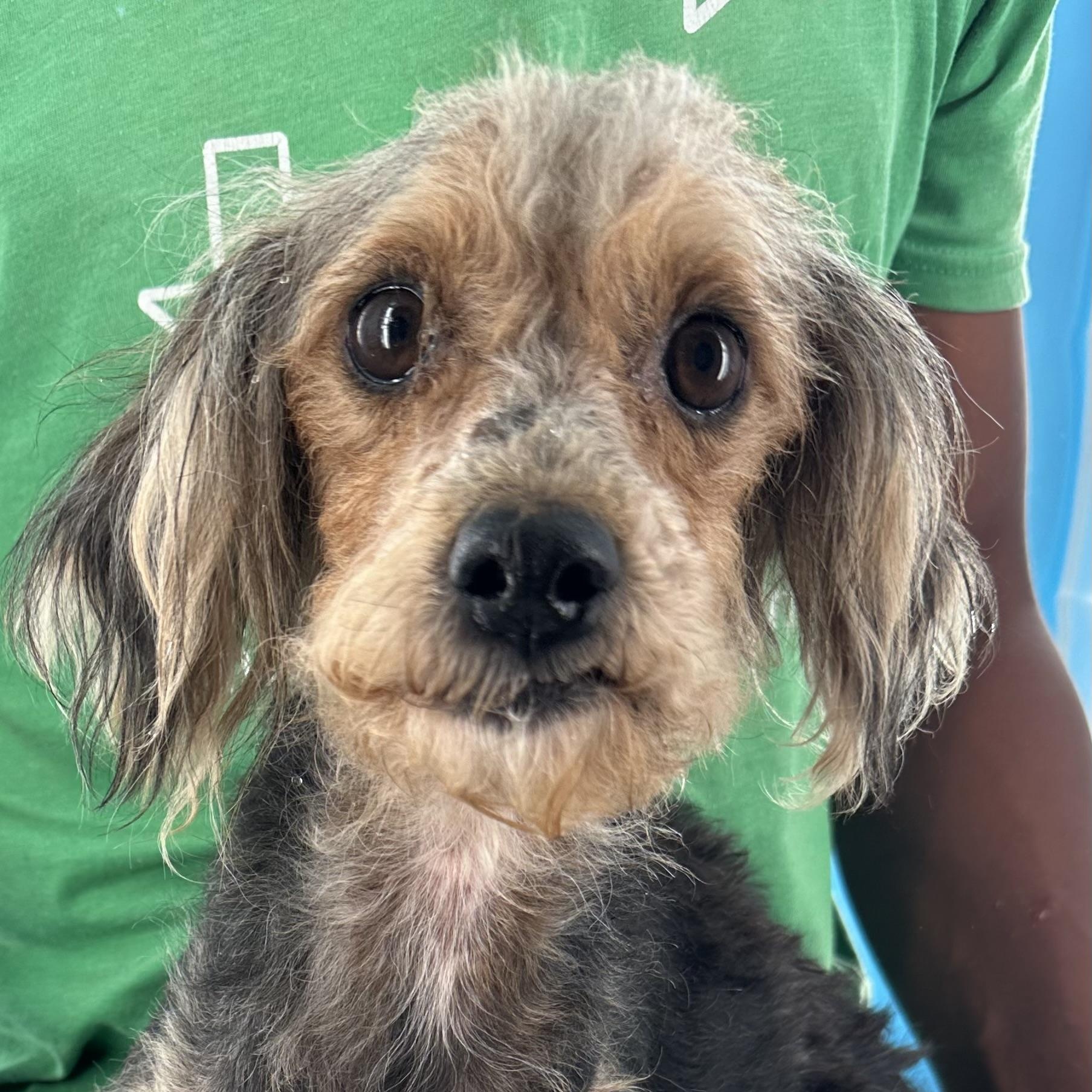 Bugsy - Local August 28-30, adoptable, Adult Male Poodle (Toy).