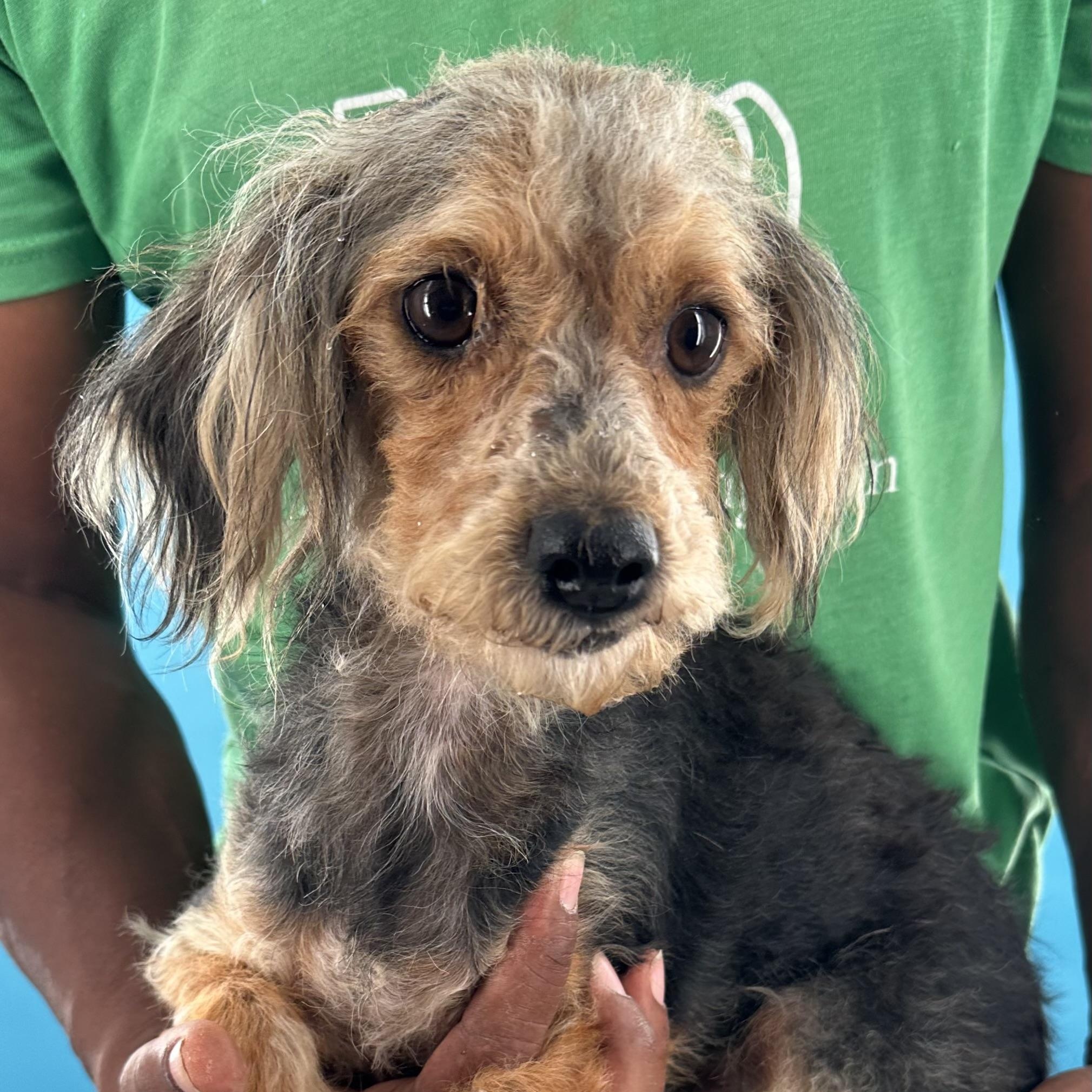 Bugsy - Local August 28-30, an adoptable mixed breed in Happy Valley , OR image 6/6