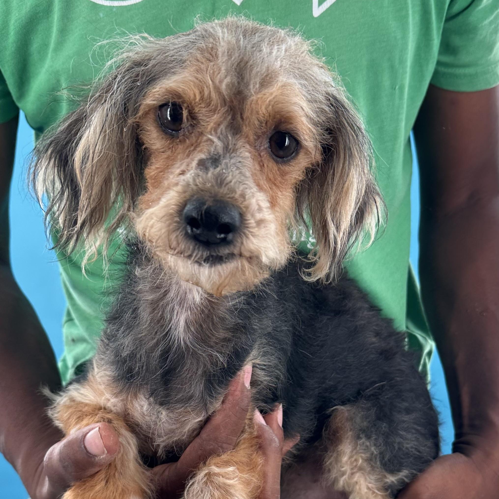 Bugsy - Local August 28-30, an adoptable mixed breed in Happy Valley , OR image 5/6