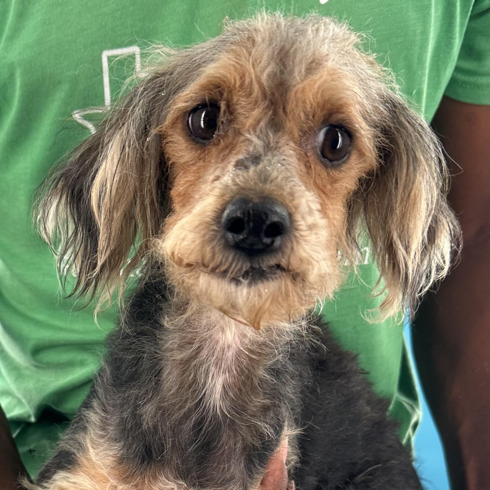 Bugsy - Local August 28-30, an adoptable mixed breed in Happy Valley , OR image 4/6