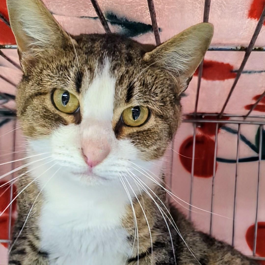 Skittles thumbnail 4