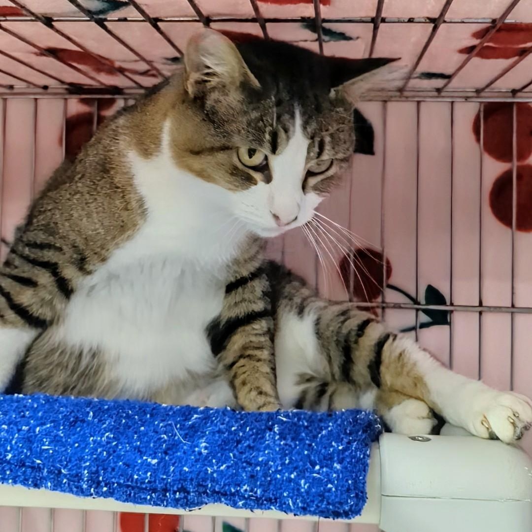 Skittles thumbnail 5