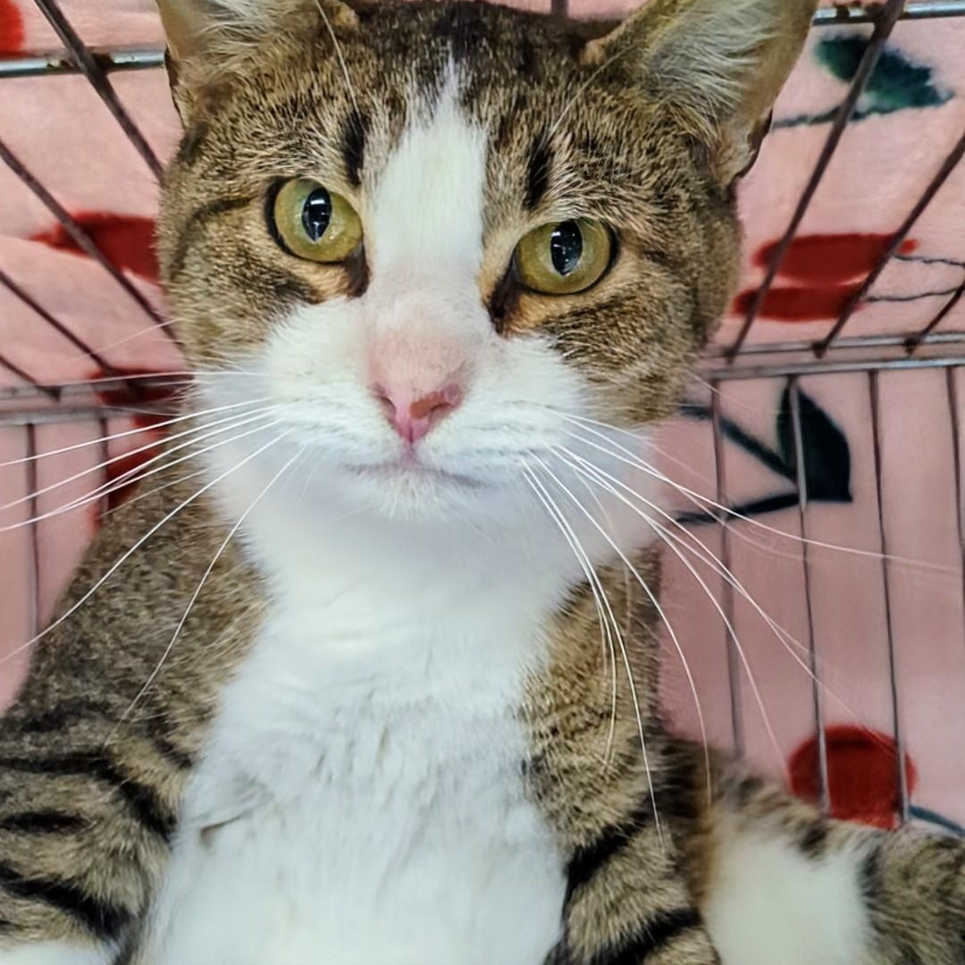 Skittles thumbnail 7