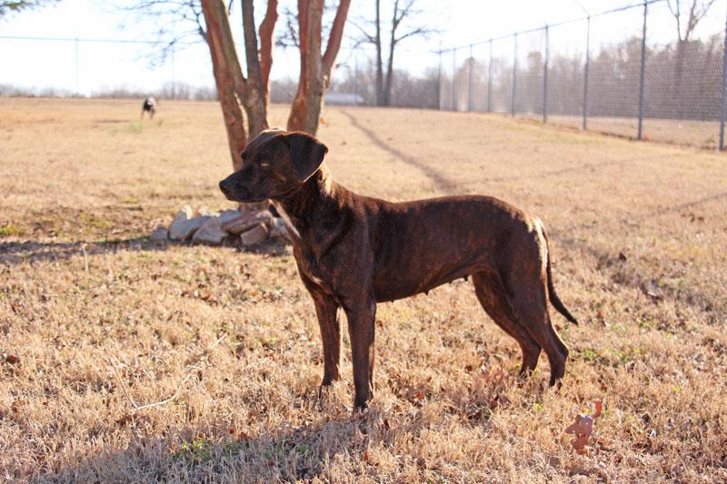 Boppy, a Adoptable mixed breed in Savannah, TN image 2/3