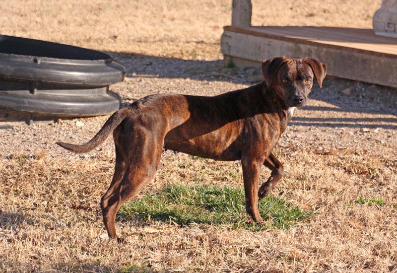 Boppy, a Adoptable mixed breed in Savannah, TN image 3/3