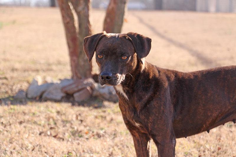 Boppy, a Adoptable mixed breed in Savannah, TN image 1/3