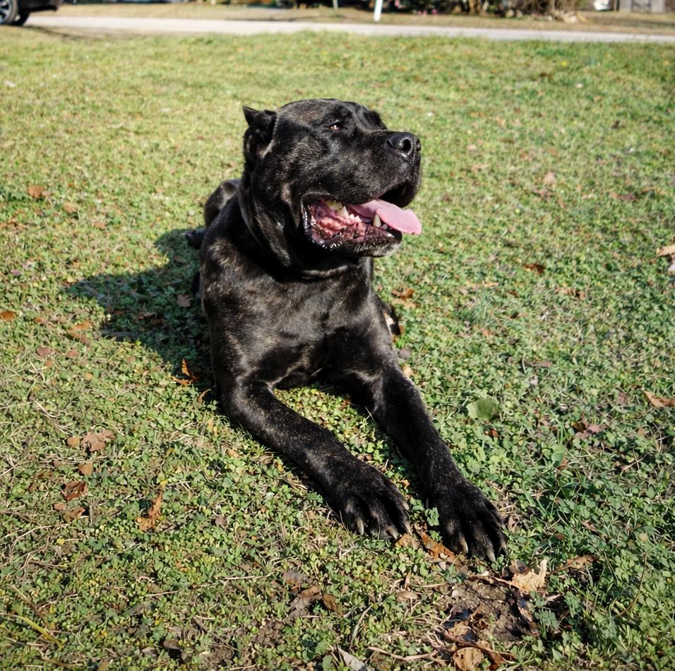 Enlarge Mookie, a Adopted Cane Corso in Norwood, GA image 2/5