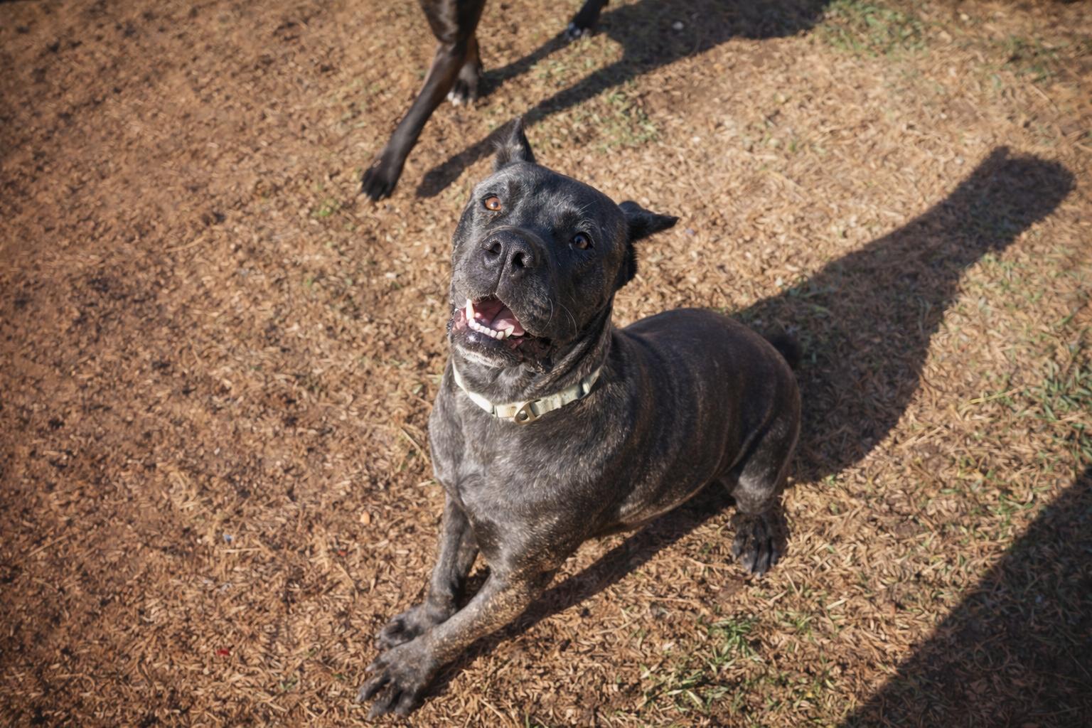 Enlarge Mookie, a Adopted Cane Corso in Norwood, GA image 3/5