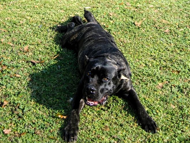 Enlarge Mookie, a Adopted Cane Corso in Norwood, GA image 5/5