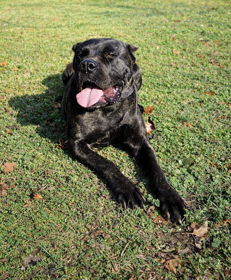 Mookie, Adopted, Young Male Cane Corso.