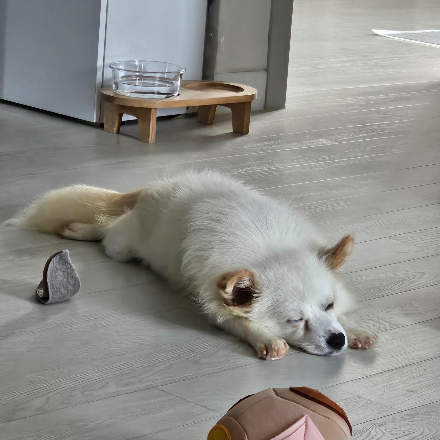 YeonGeun, an adoptable Jindo, Spitz in San Ramon, CA, 94582 | Photo Image 3