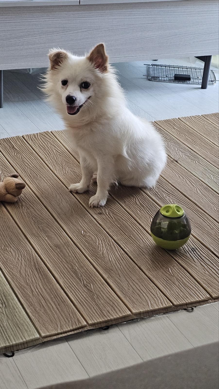 Reo, a Adoptable mixed breed in San Ramon, CA image 2/6