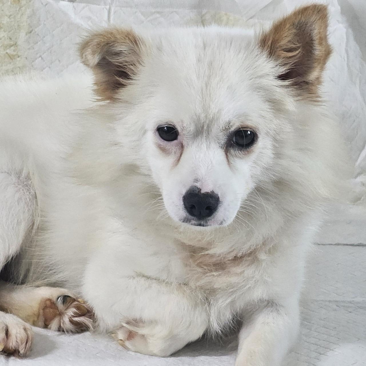 YeonGeun, an adoptable Jindo, Spitz in San Ramon, CA, 94582 | Photo Image 4