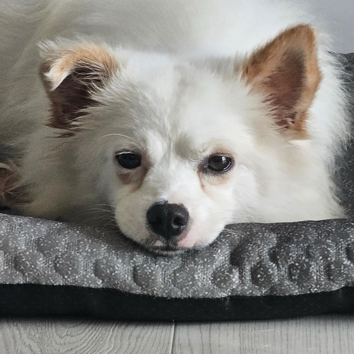 Reo, Adoptable, Adult Male Jindo & Spitz.