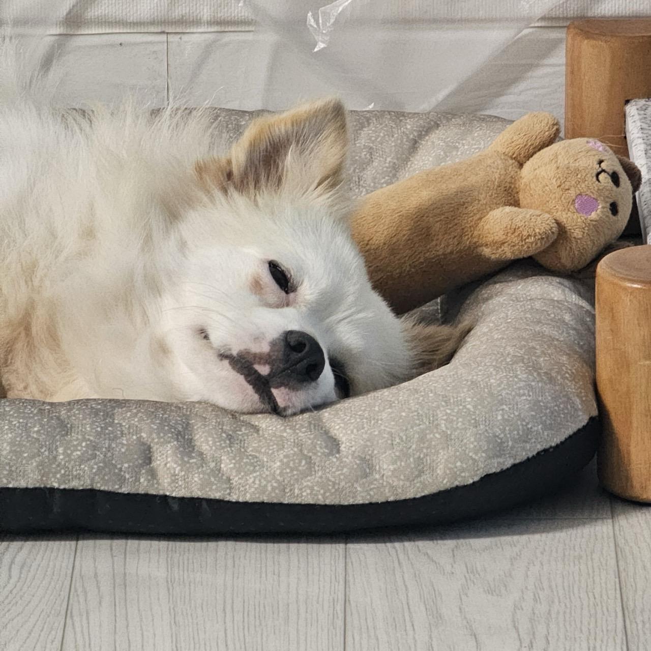 Reo, a Adoptable mixed breed in San Ramon, CA image 5/6