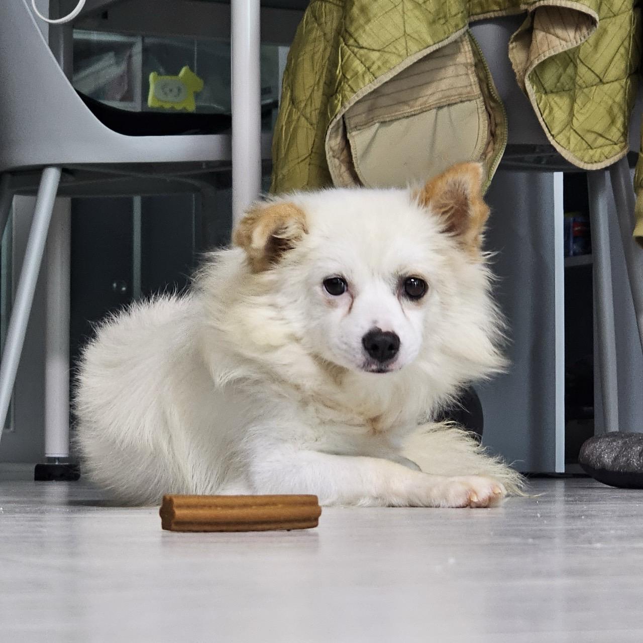 Reo, a Adoptable mixed breed in San Ramon, CA image 6/6