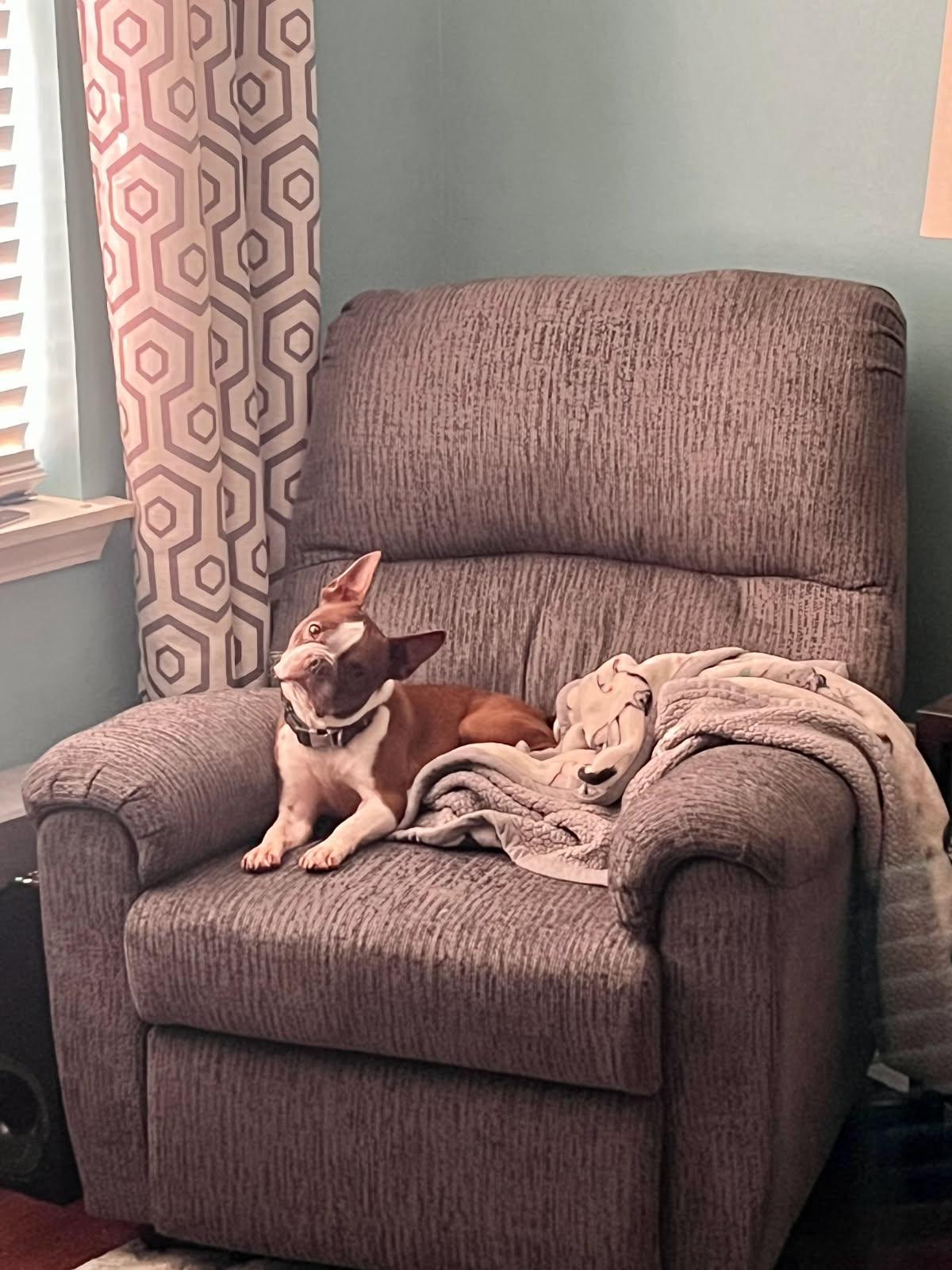 Betty, adopted, Adult Female Boston Terrier.