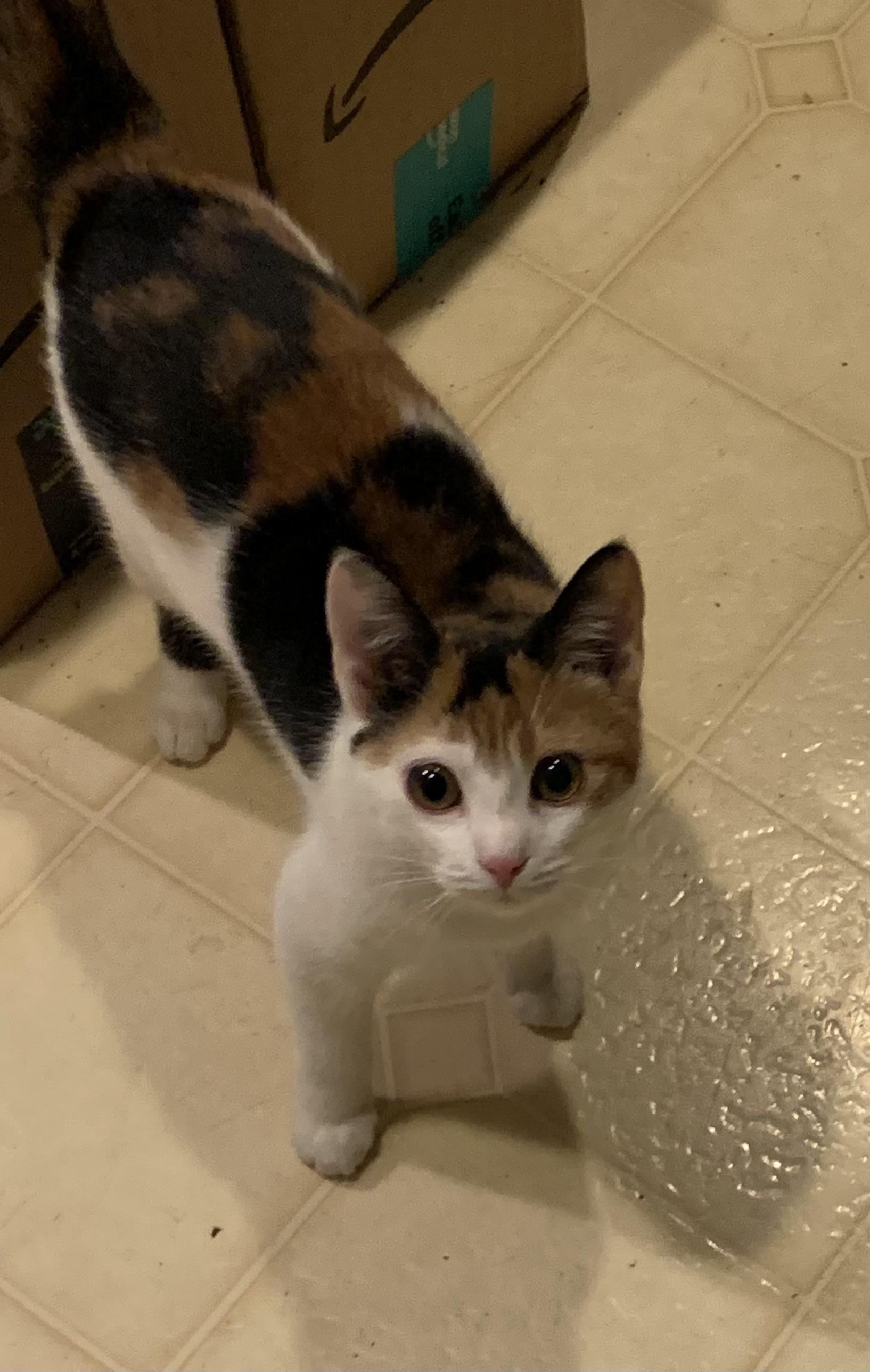 Scarlet the lap kitten