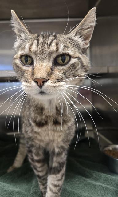 FANNY ANNE, Adoptable, Senior Female Domestic Short Hair.