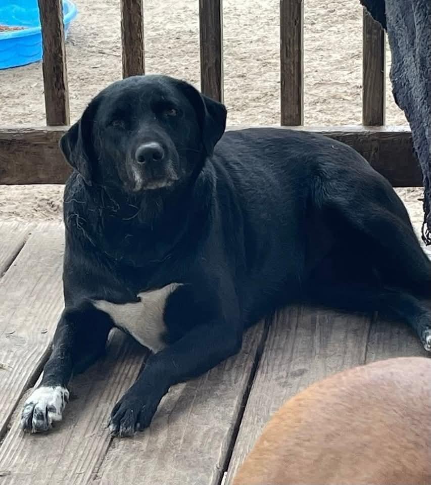 Keke, Adoptable, Young Female Labrador Retriever.