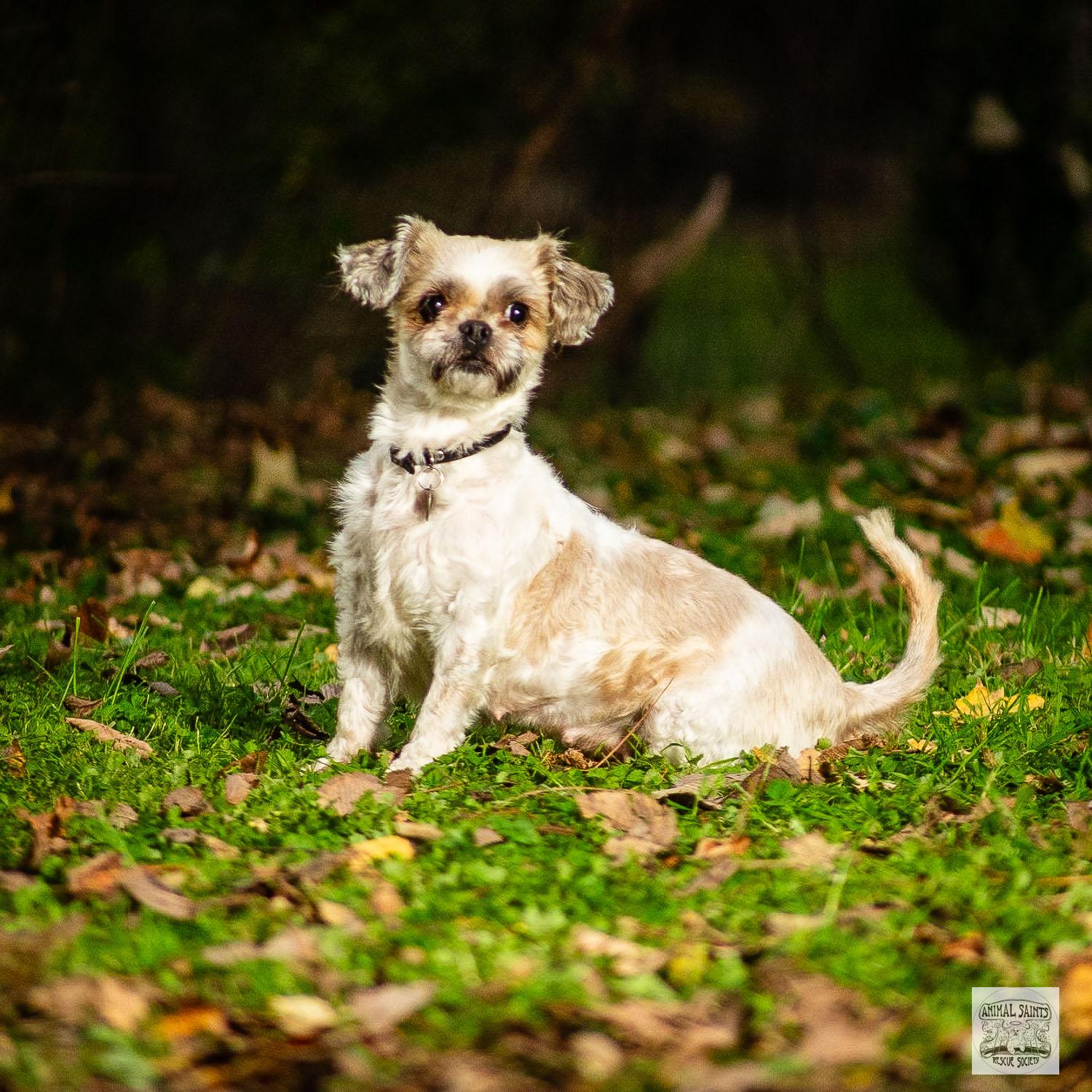 Piper, Adoptable, Young Female Shih Tzu & Brussels Griffon.
