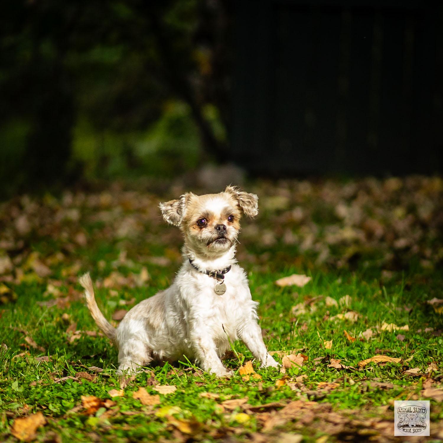 Enlarge Piper, a Adoptable mixed breed in Fort Montgomery, NY image 3/6