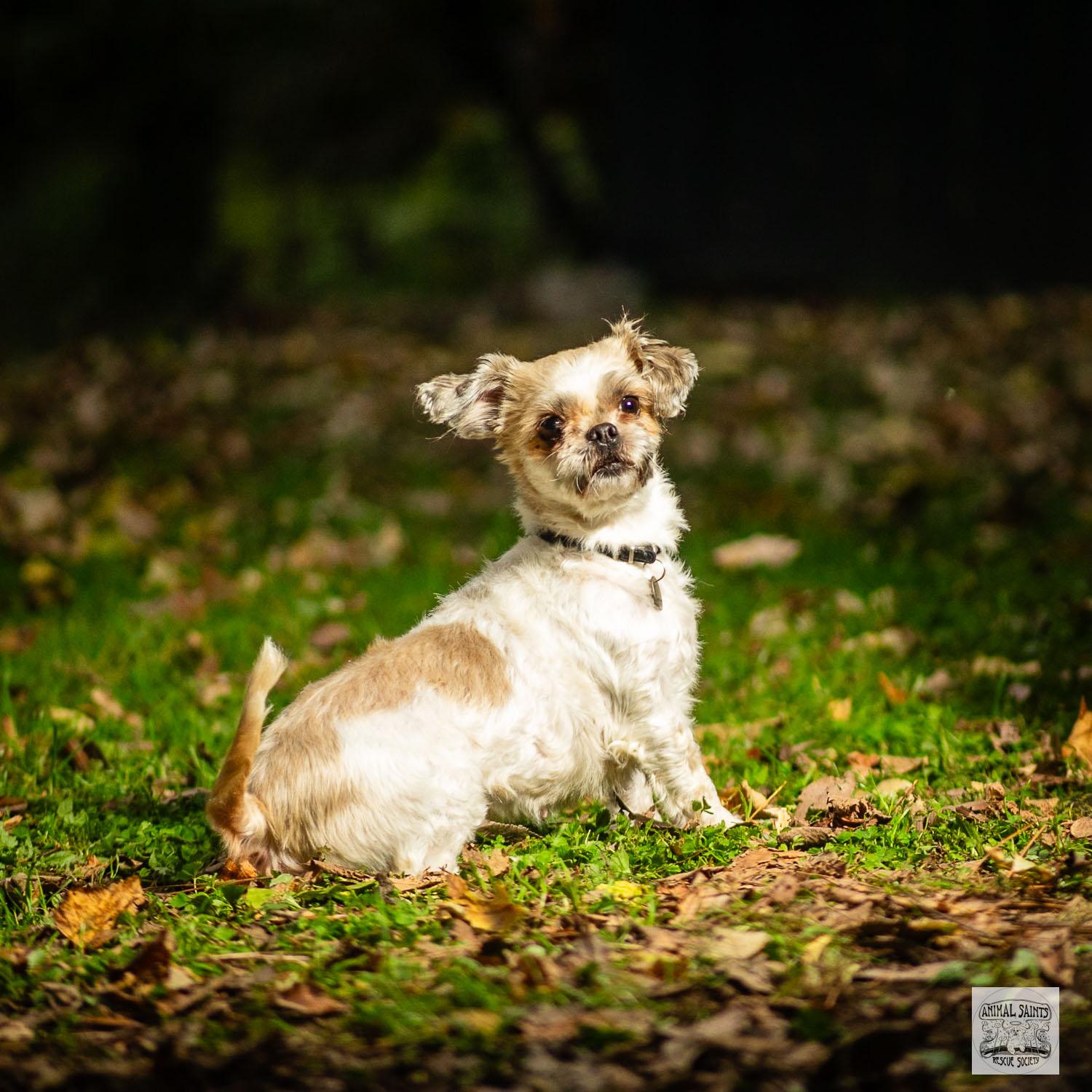 Enlarge Piper, a Adoptable mixed breed in Fort Montgomery, NY image 2/6