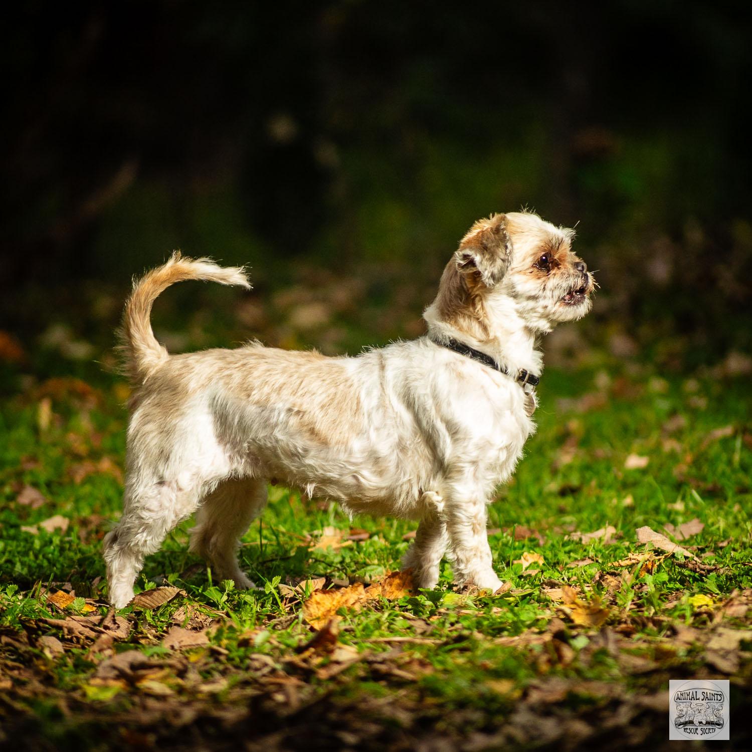 Enlarge Piper, a Adoptable mixed breed in Fort Montgomery, NY image 4/6