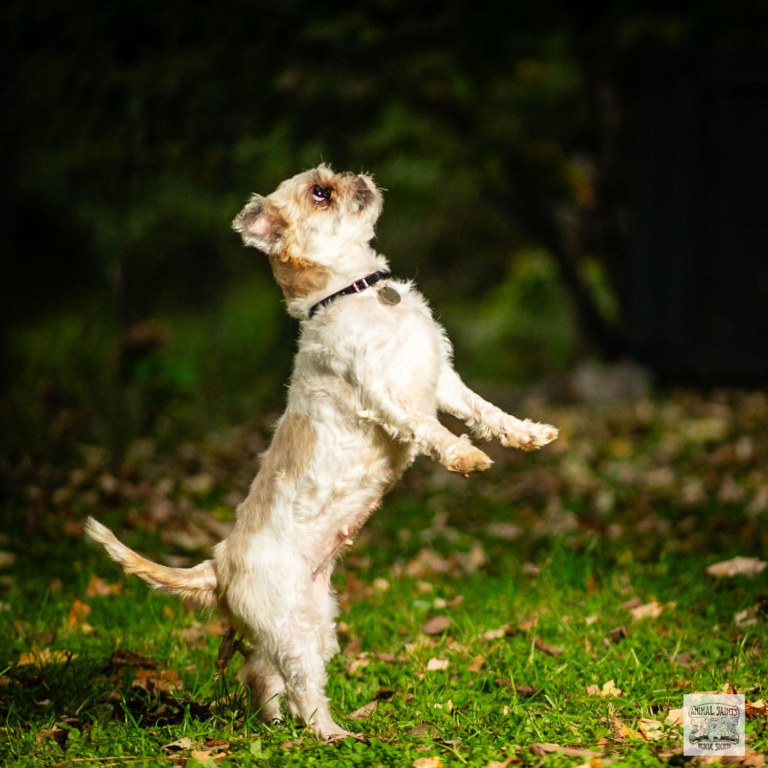 Enlarge Piper, a Adoptable mixed breed in Fort Montgomery, NY image 5/6