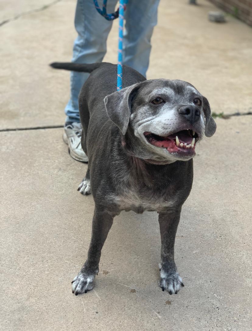 Beanie, an adopted mixed breed in Teterboro, NJ image 2/3
