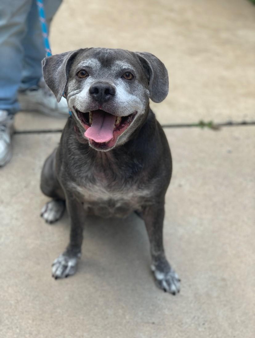 Beanie, adopted, Senior Female Pit Bull Terrier.