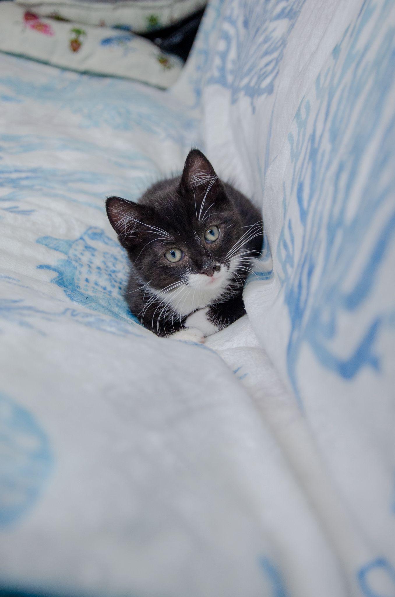 Enlarge Ada, a ADOPTABLE Tuxedo in Sunrise, FL image 2/4