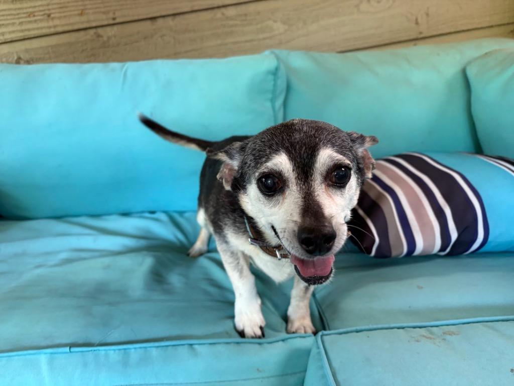 Shelby, Adoptable, Senior Male Chihuahua & Corgi.
