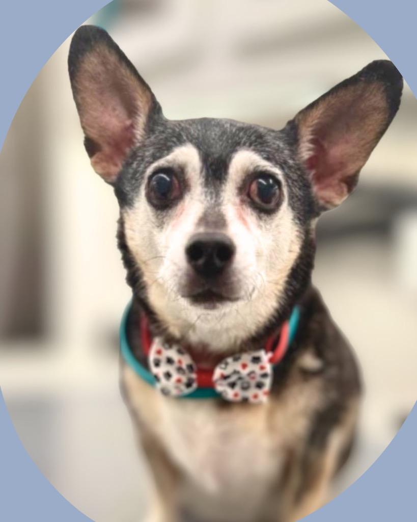 Enlarge Shelby, a Adoptable mixed breed in Bryan, TX image 2/2