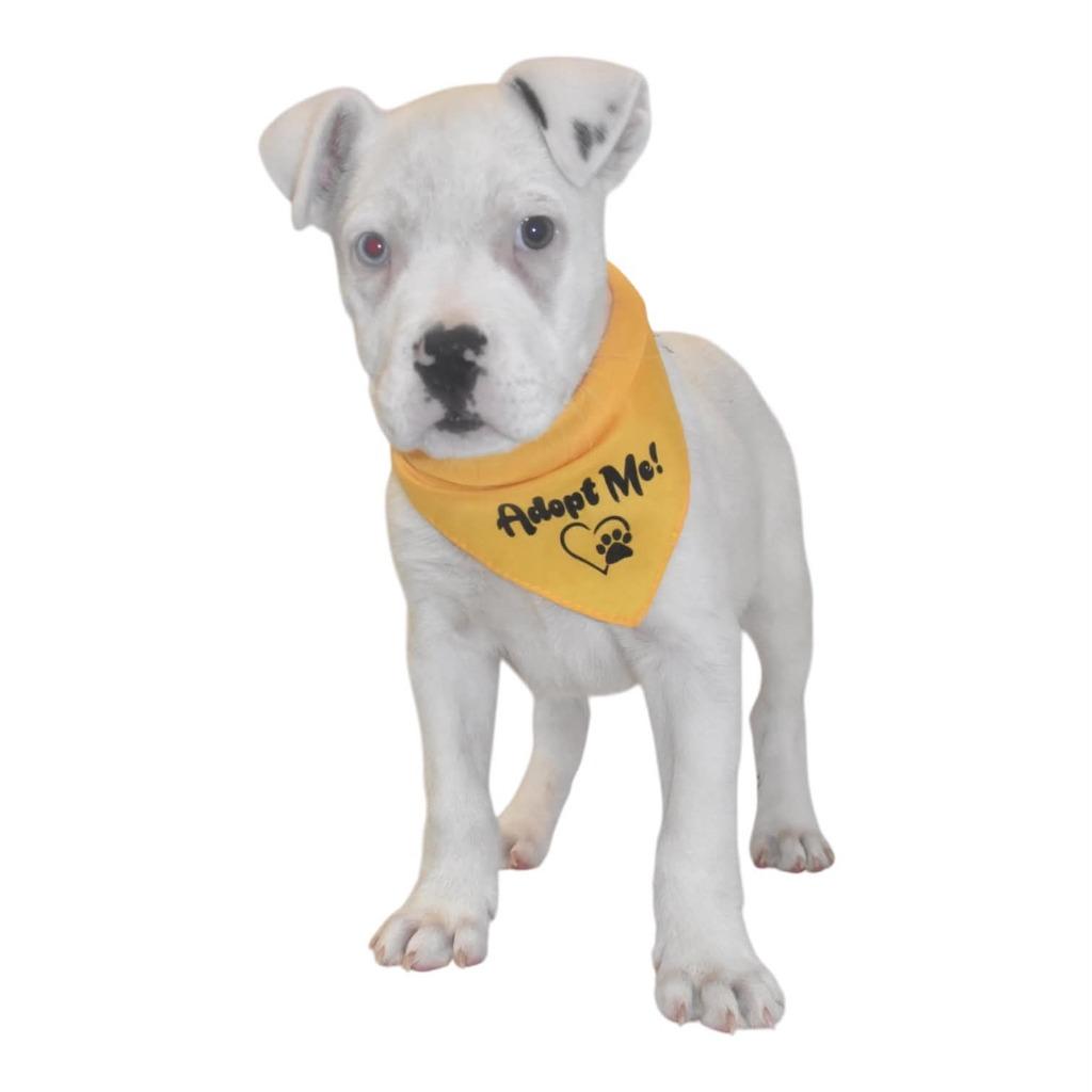 Vanilla, Adoptable, Puppy Male Terrier.