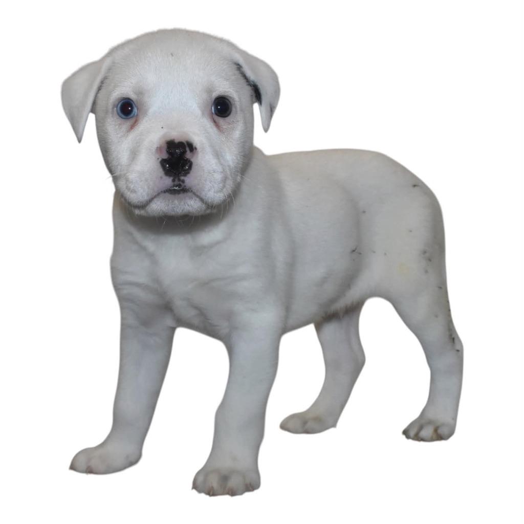 Vanilla, a Adoptable Terrier in Springfield, OH image 2/3