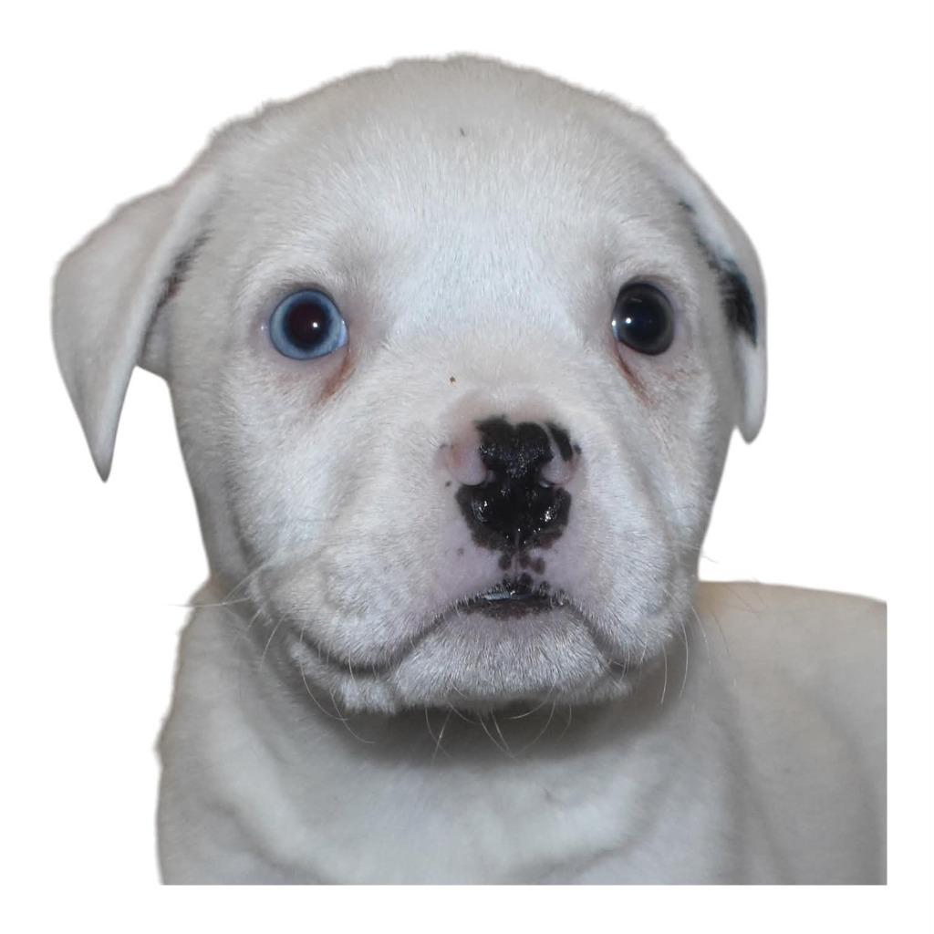Vanilla, a Adoptable Terrier in Springfield, OH image 3/3