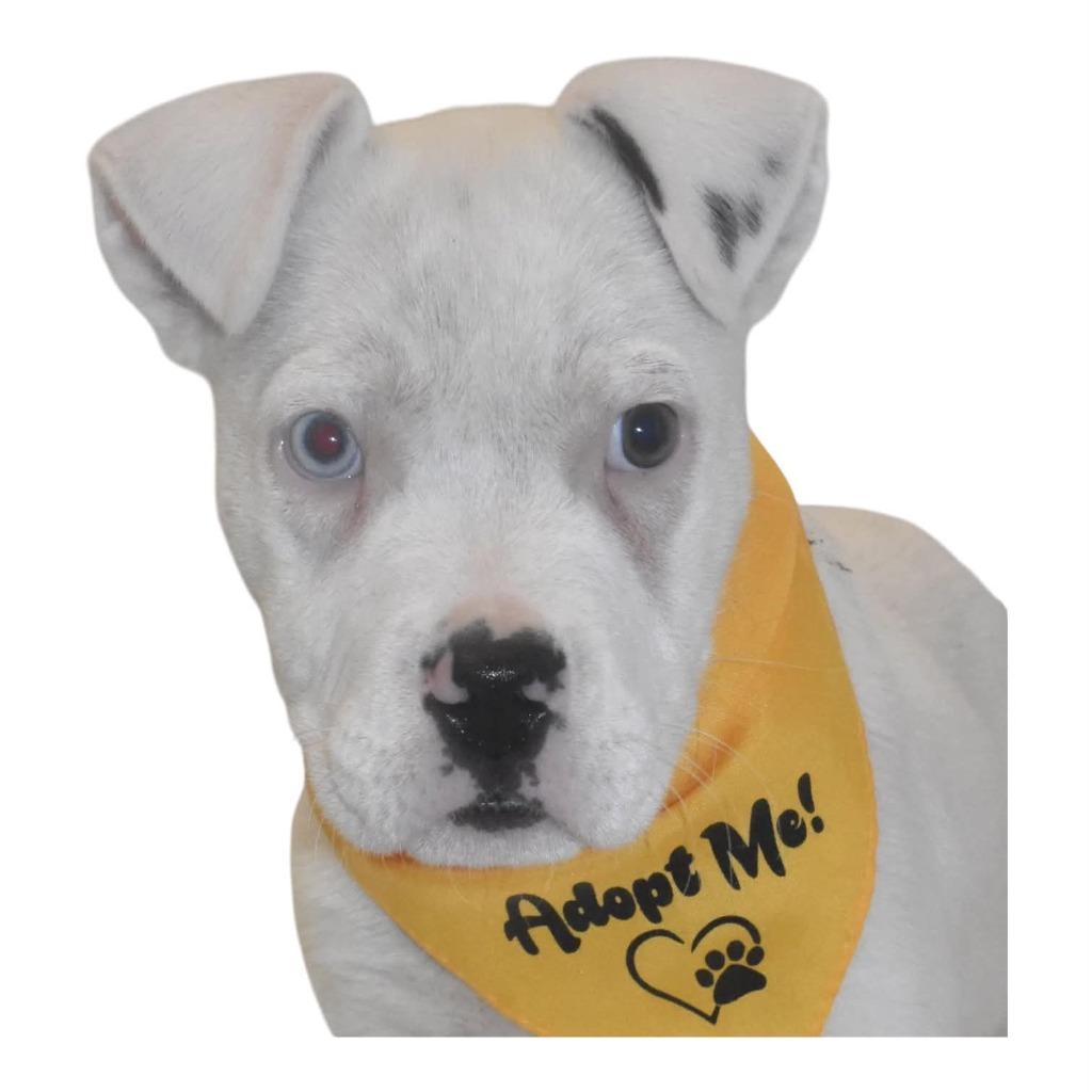 Vanilla, a Adoptable Terrier in Springfield, OH image 6/6