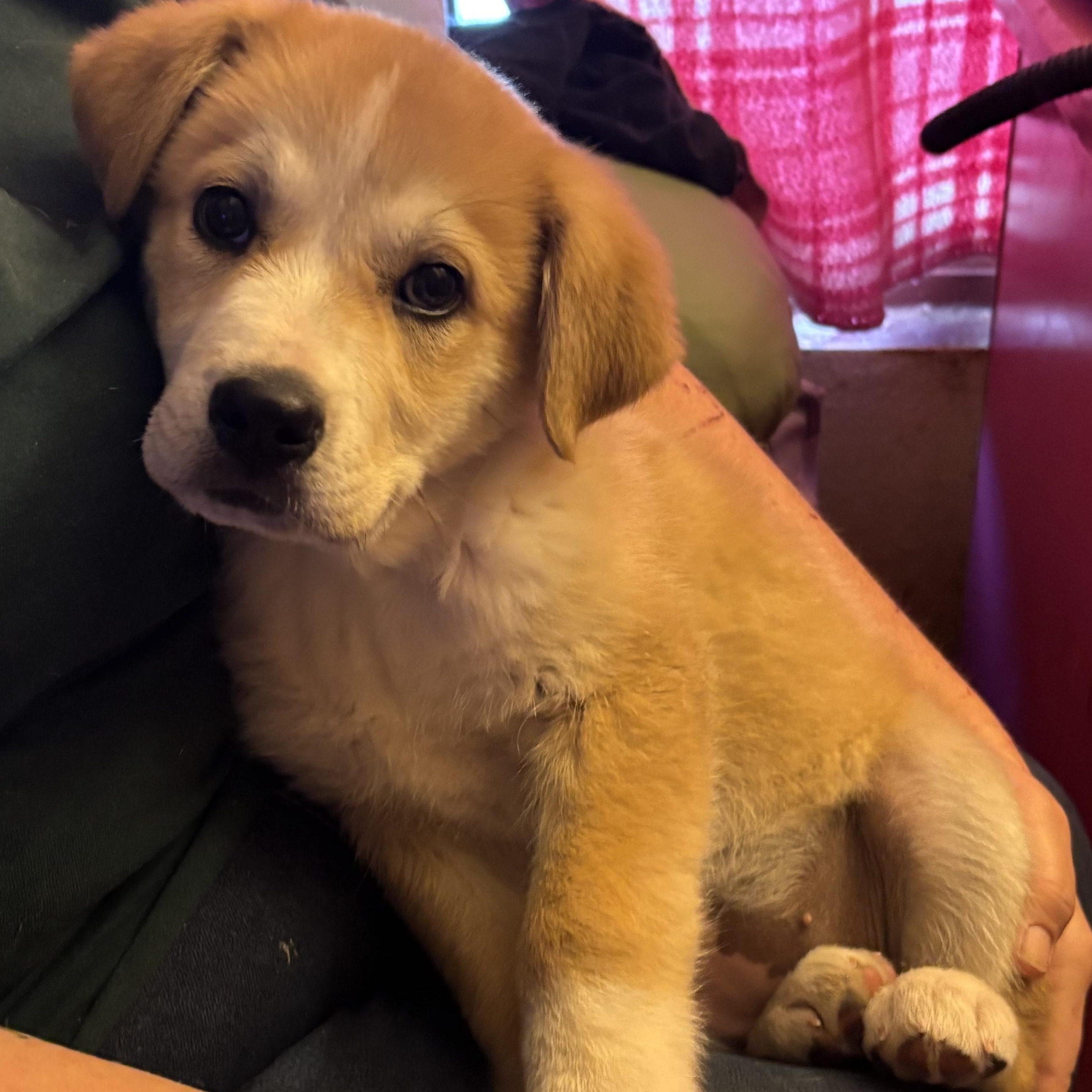 Enlarge Dixie, a ADOPTABLE mixed breed in Van Nuys, CA image 2/6