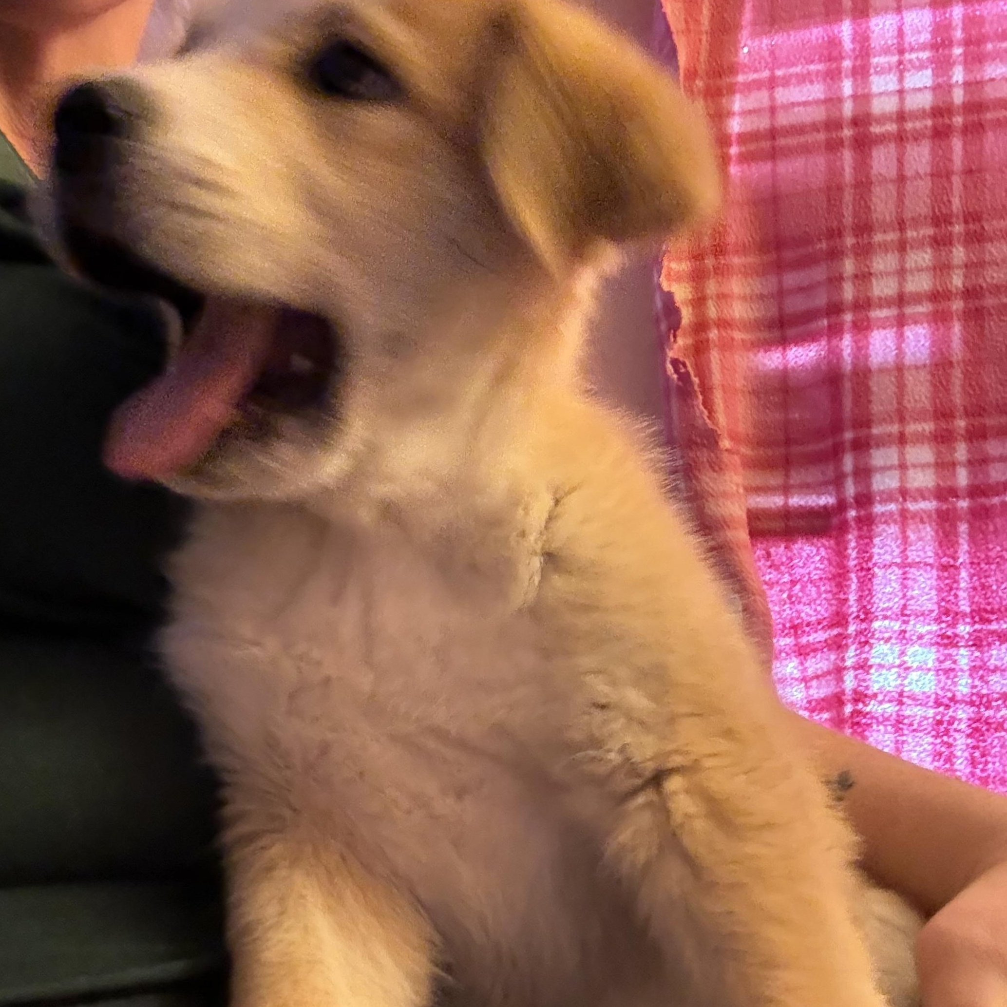 Enlarge Dixie, a ADOPTABLE mixed breed in Van Nuys, CA image 4/6